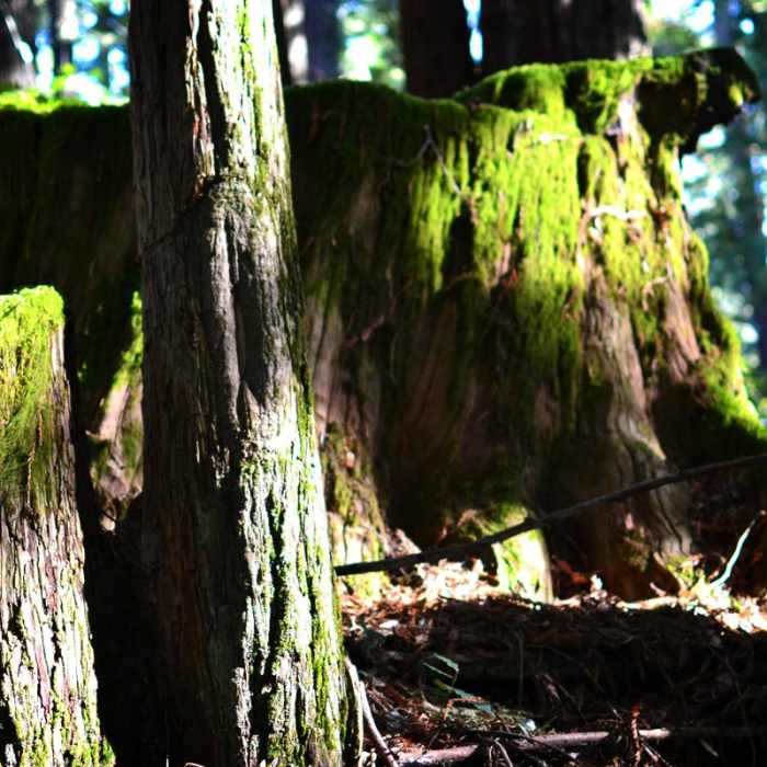 Near Purisima Creek Trail