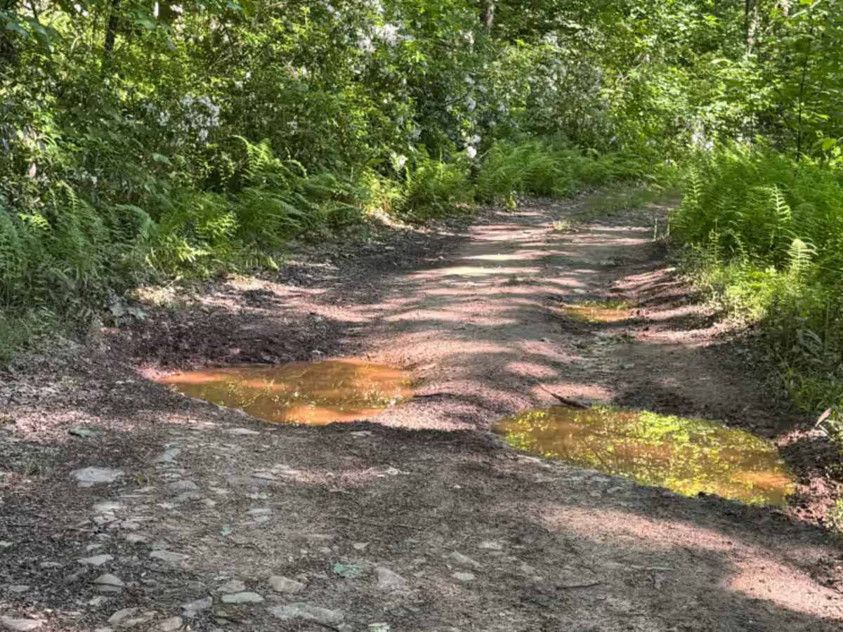Zink Fork Trail photo 5
