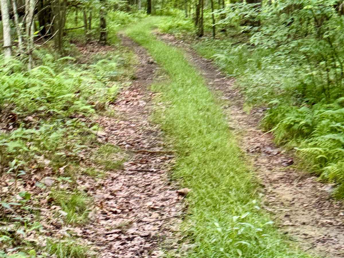 Trail 6 photo 4