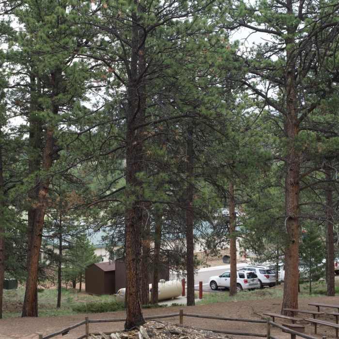 A ponderosa pine grows out of the stump of a petrified redwood tree. Near Boulder Creek Trail