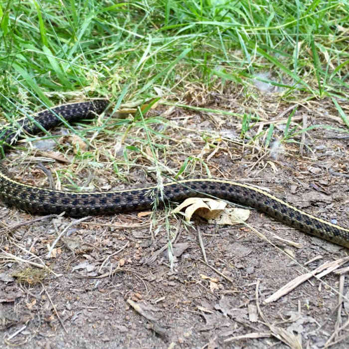 Near Takena Landing Trail (Eagle Trail)