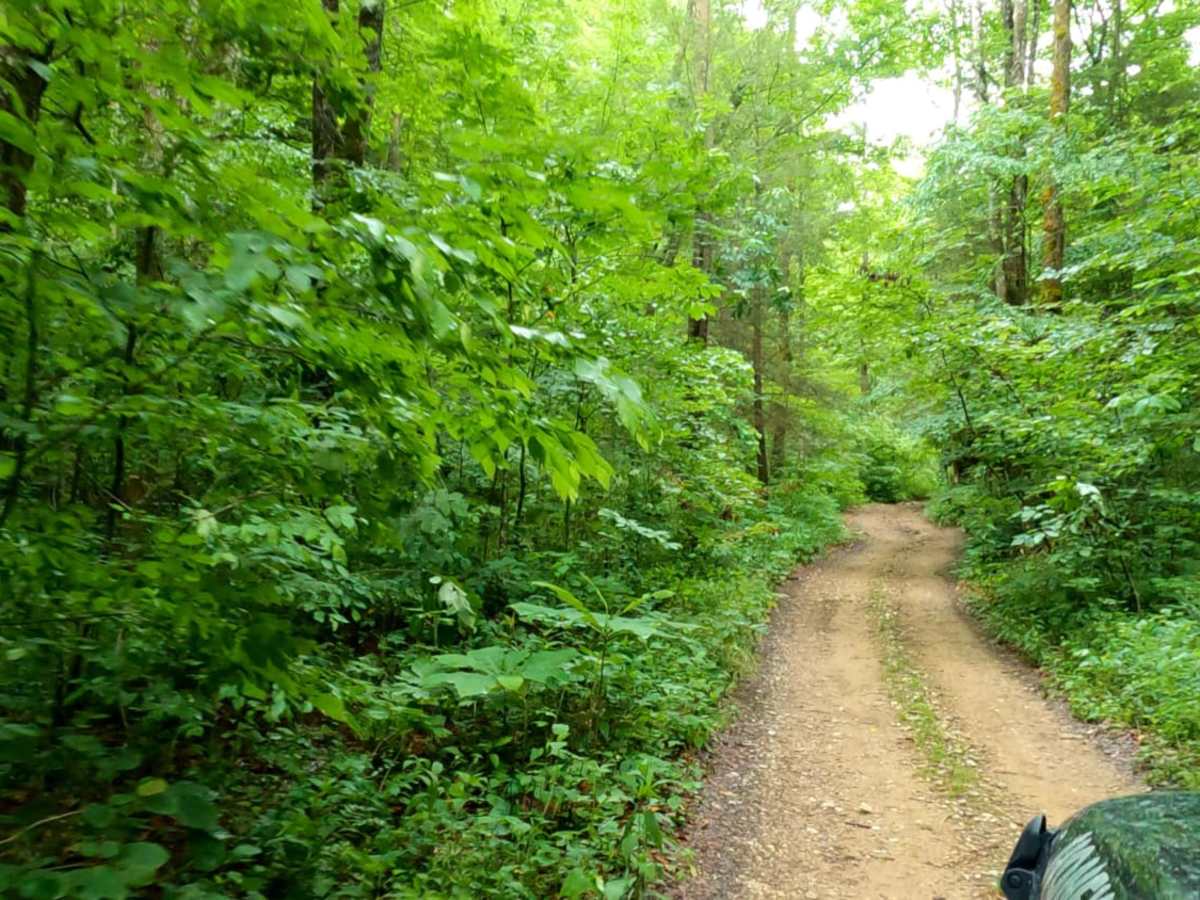 Brushy Fork Road photo 2