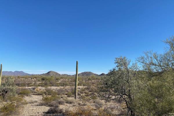 Sonoran Desert 8009
