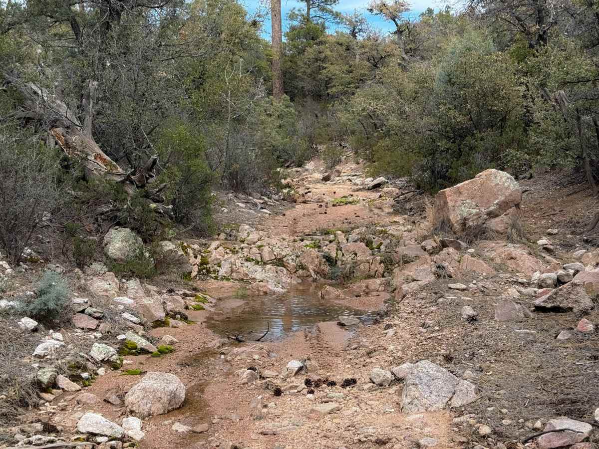 Dead Steer Basin #9908  trail photo