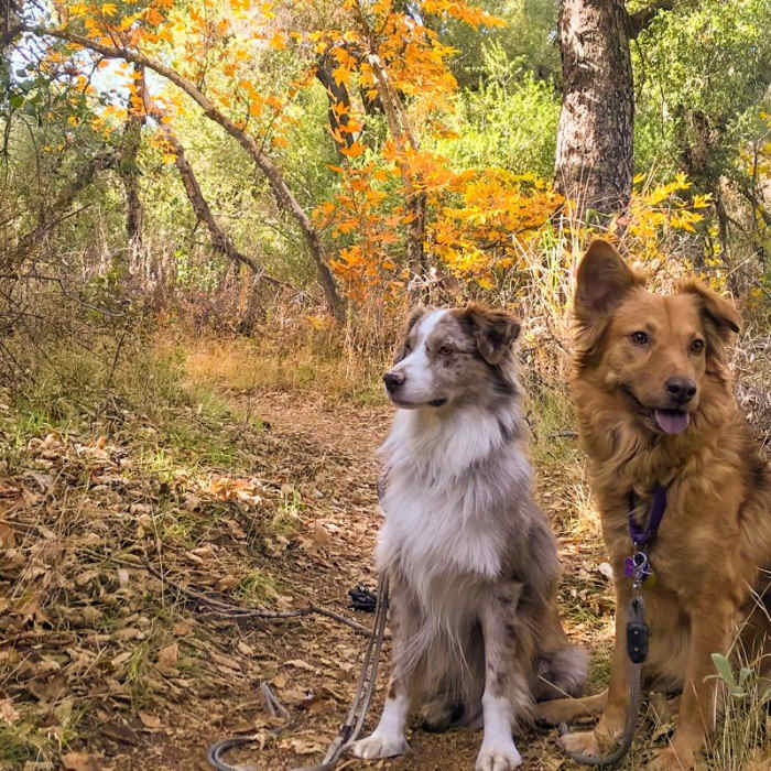 Near Bear Canyon to Sitton Peak Near Bear Canyon to Sitton Peak