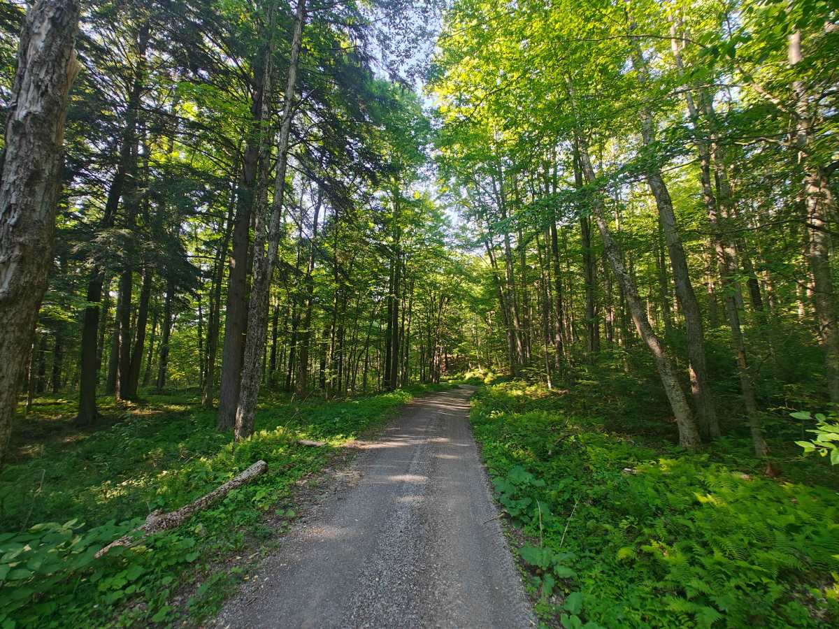  Bucklick - FS 176 trail photo