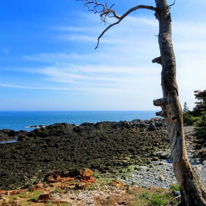 An alien like landscape in West Quoddy State Park, Lubec, Maine Near Inland Trail