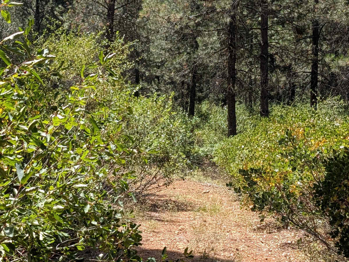 Cow Spur - FS 39N91 photo 3