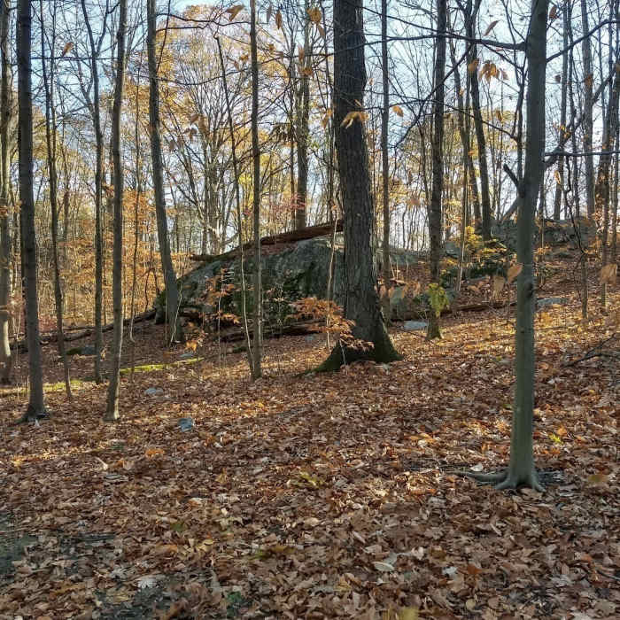 Near Yellow Loop/Nature Trail