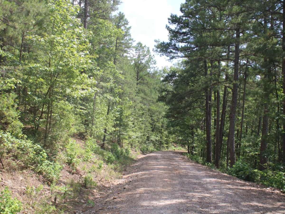 Ouachita Pinnacle 1952 FT photo 6