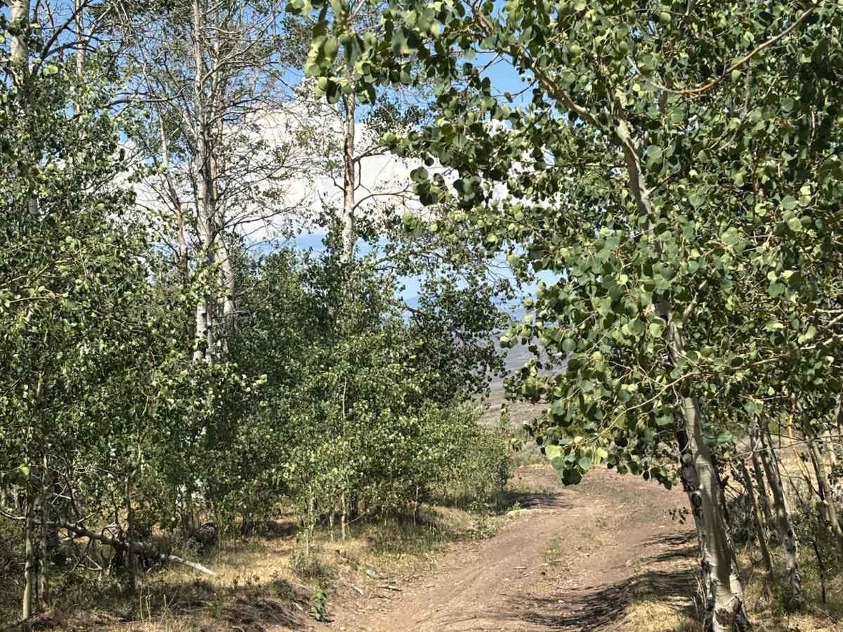 Jensen Creek Grove photo 3