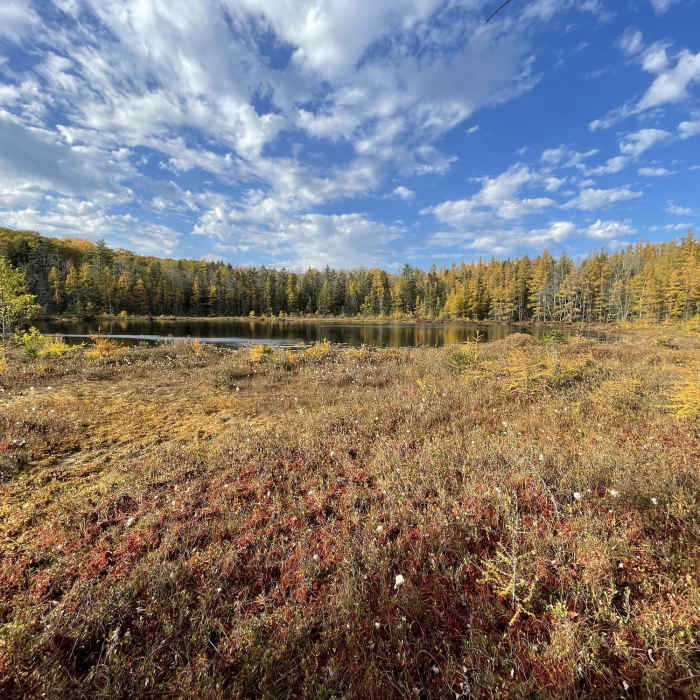 Near Blue Trail