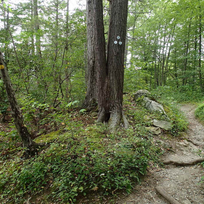 Near Pelton Pond Nature Trail