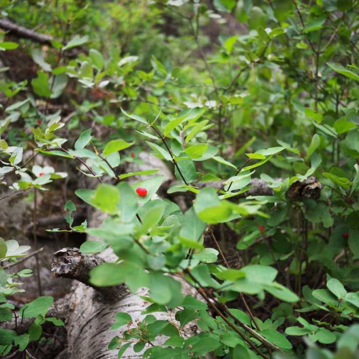 Near Taggart Lake Trail