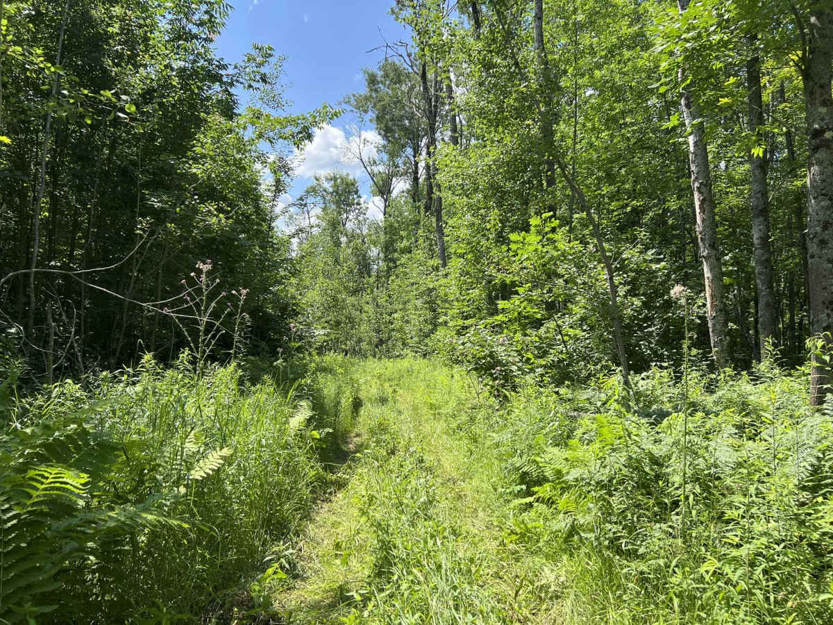 Forest County ATV/ SxS 8 Mile Loop Trail 1 Bypass photo 6