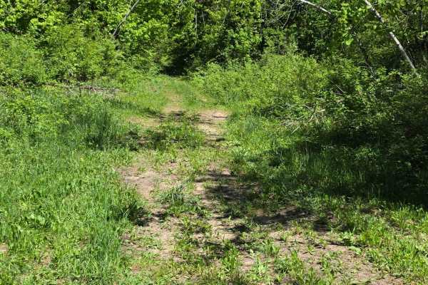 Loggers Lane