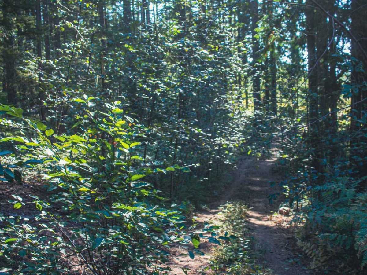 Cougar Spur photo 5