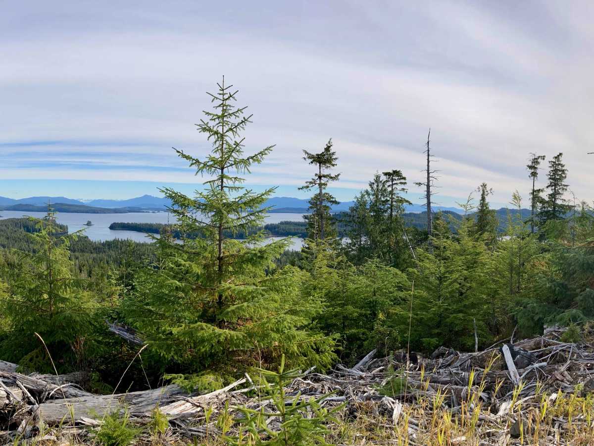 Whale Pass Road - FS 3065000 trail photo
