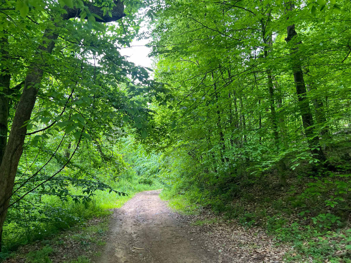 Q65 - Horsemill Hollow photo 4
