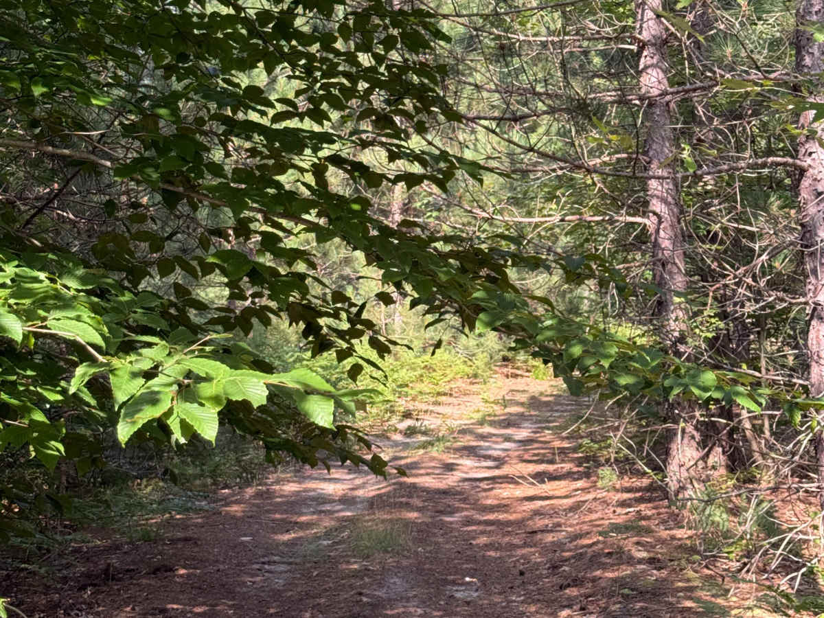 Red Pine Alley Trail photo 5