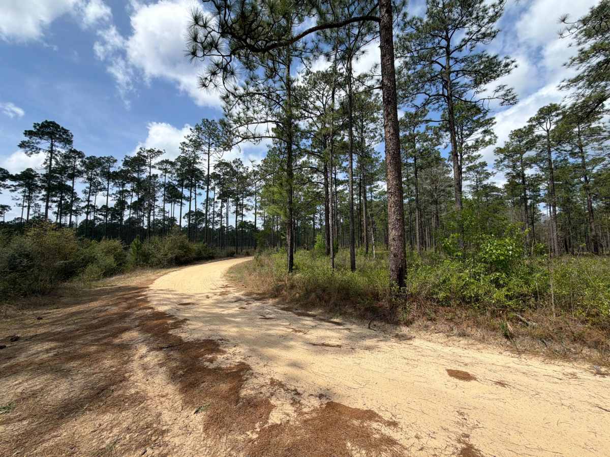 Bracken Road trail photo