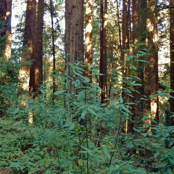 Oak Ridge Trail | Hiking Trail Maps, Difficulty, Trail Status | onX