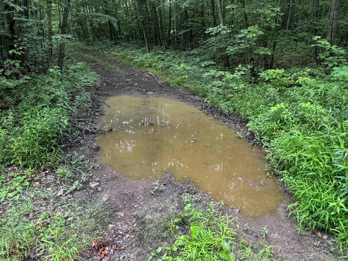 Trail 91 photo 3