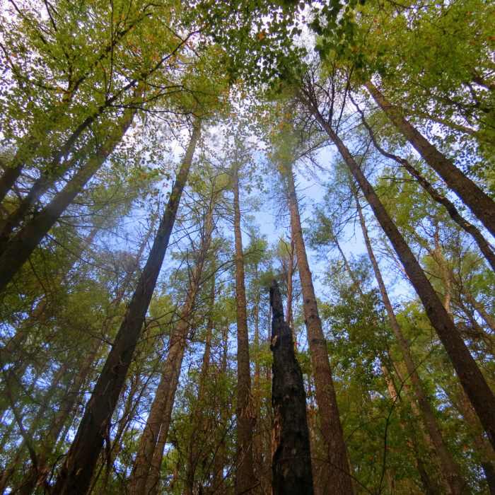 Near Conasauga River Trail Near Conasauga River Trail