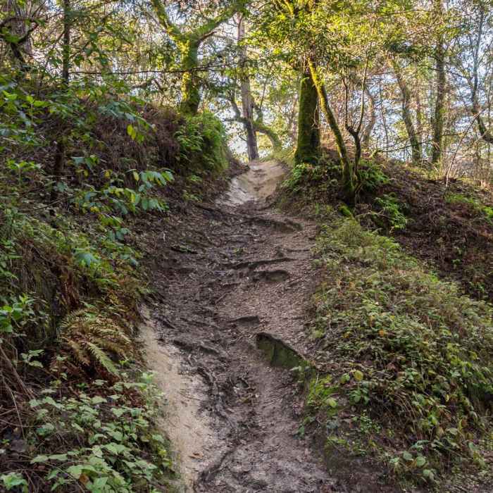 Near Upper DeLaveaga Loop Hike