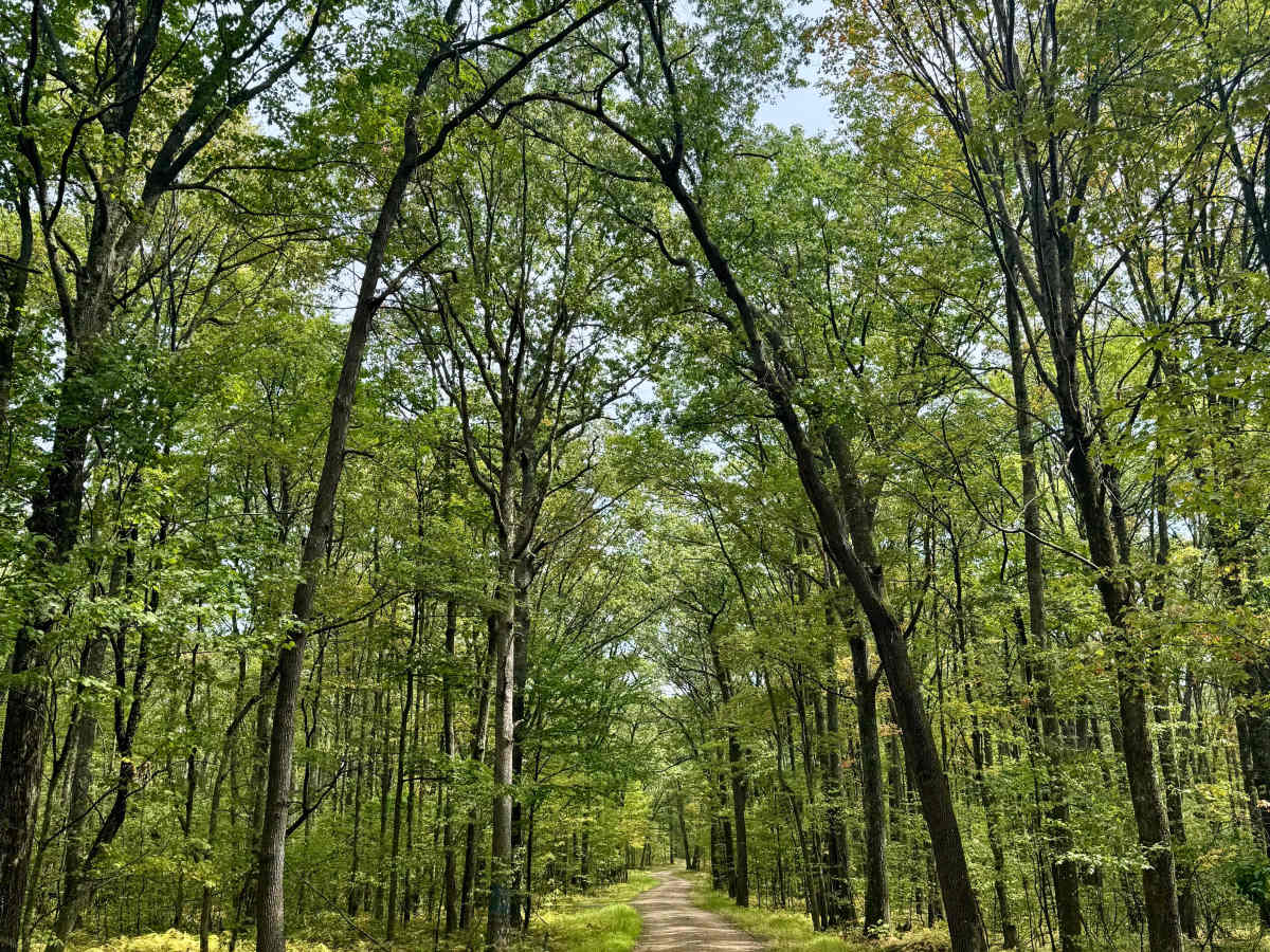 Wilson Switch Road trail photo
