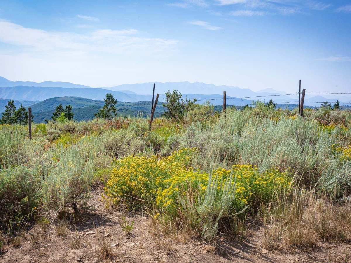 Strawberry Ridge - FS 70518 photo 6