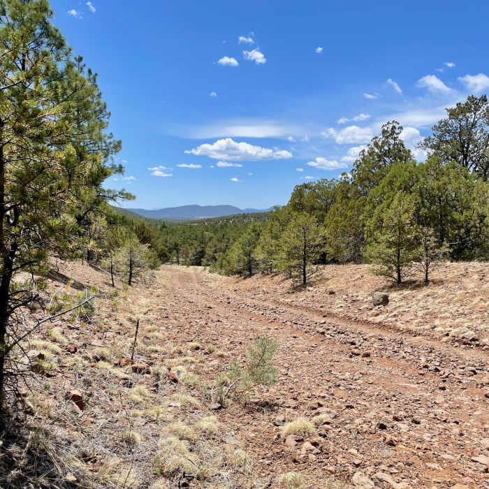 Near Continental Divide Trail: Pie Town Road Walk Alternate