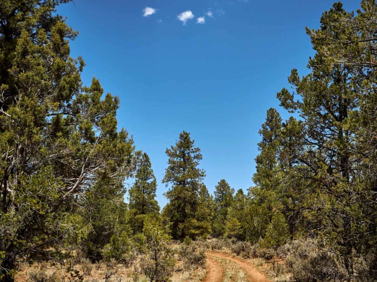 Cowpie Cowboy Trail photo 4