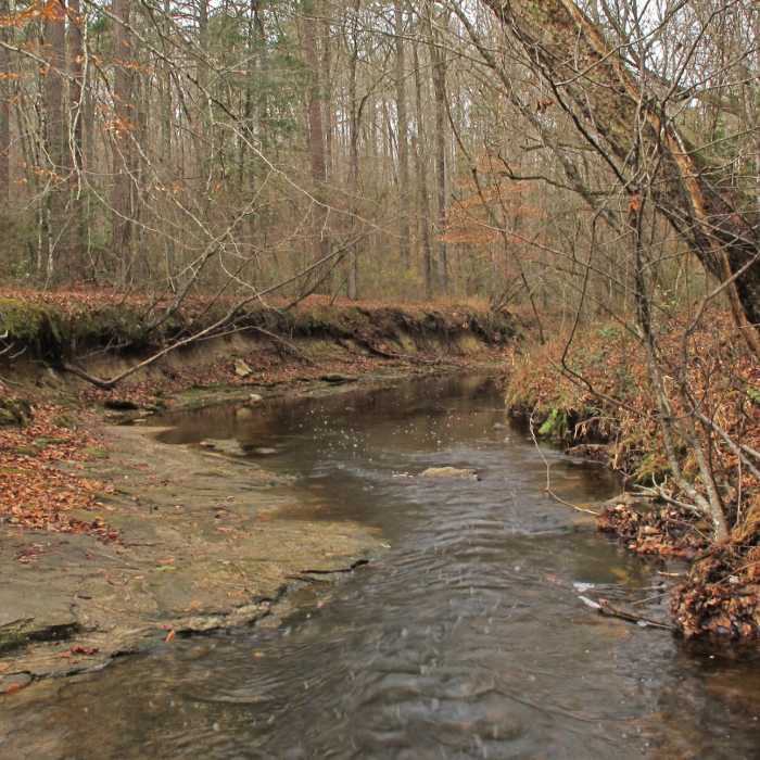 Campbell Creek. Near Campbell Creek Loop Trail