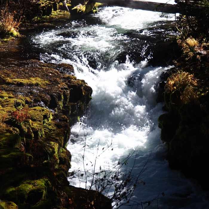 Near Union Creek Trail #1035