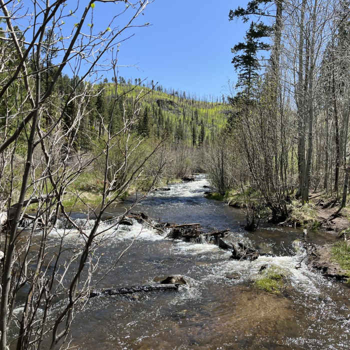 Near Government Spring - West Fork Trail 94 Loop Near Government Spring - West Fork Trail 94 Loop