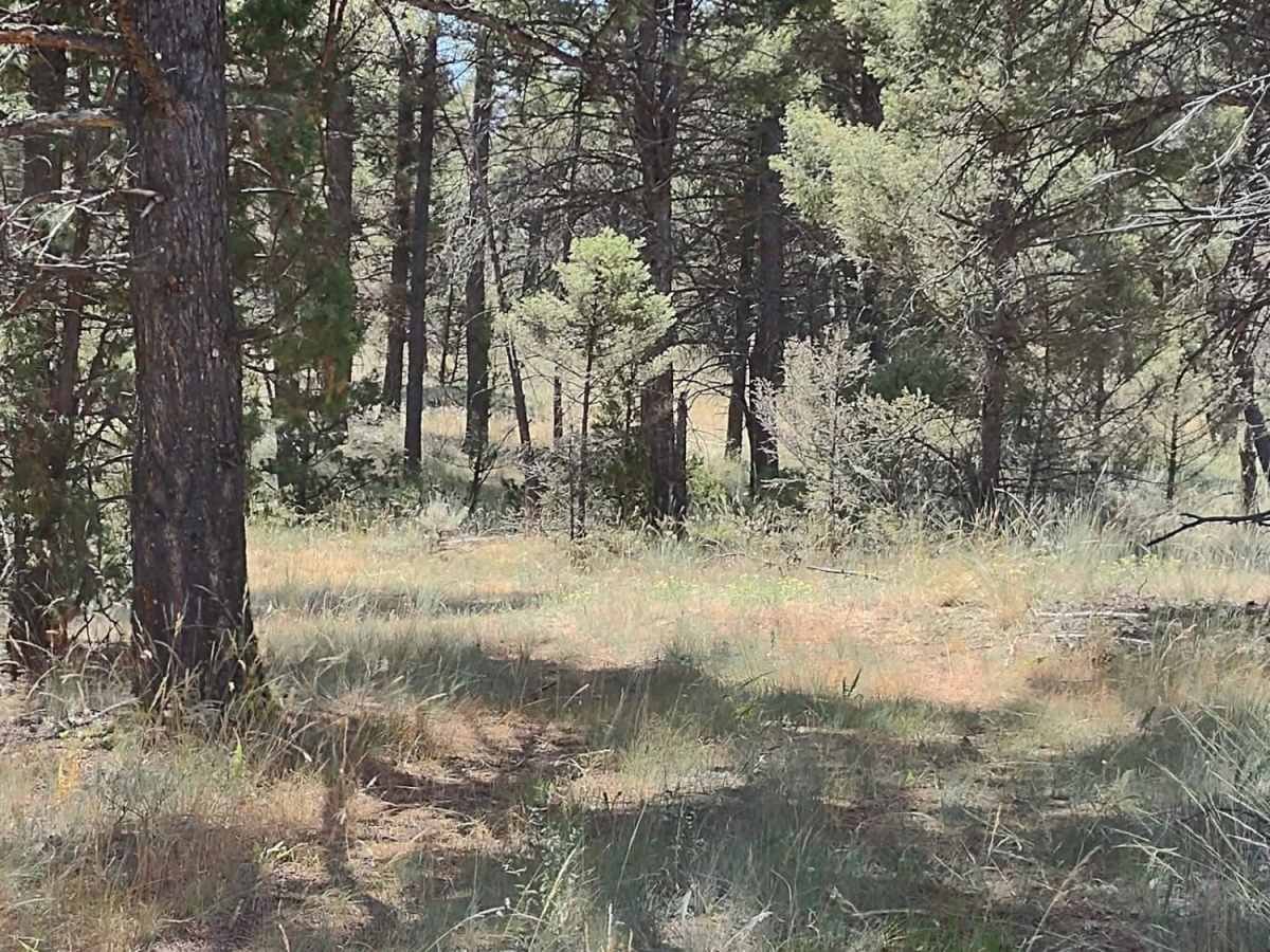Trail Less Traveled photo 6