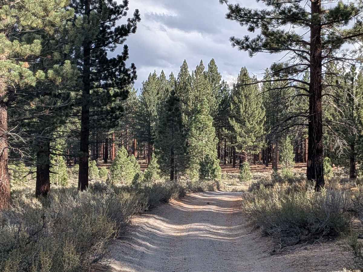 FS 2S136 trail photo
