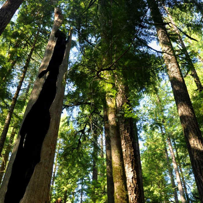 Near South Baker Lake Trail
