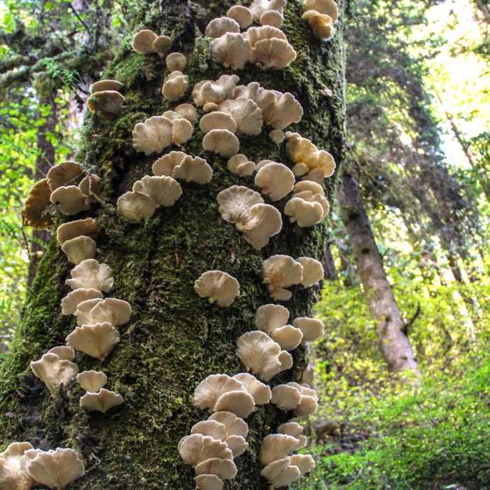 Near Fern Canyon Trail
