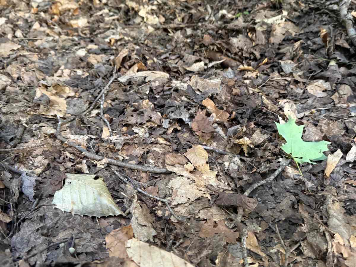 W 8 Trail photo 2