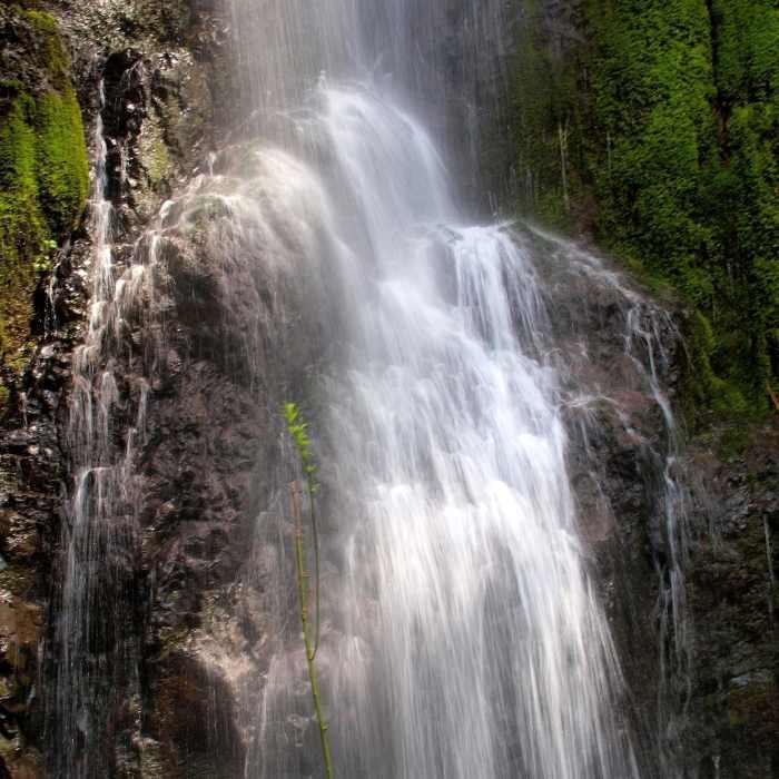 Near Herman Creek Trail #406