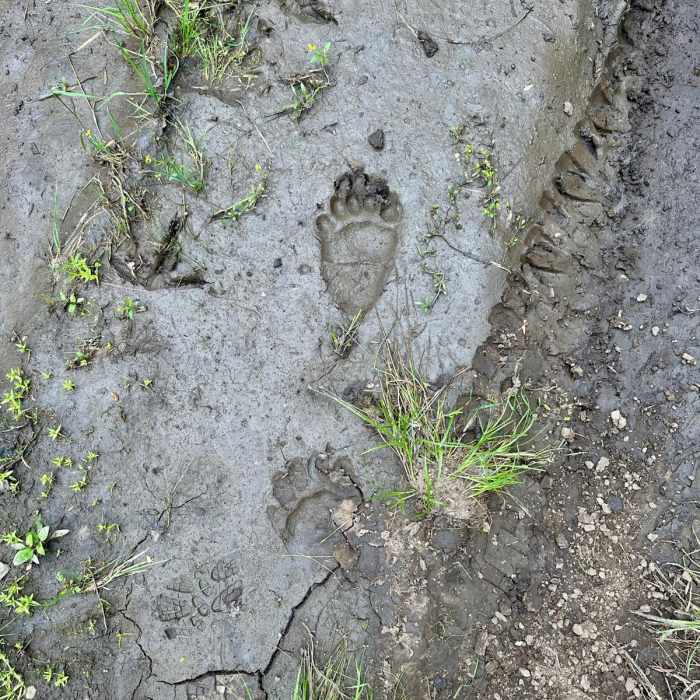 Near Continental Divide Trail: Montana-Idaho Section 26