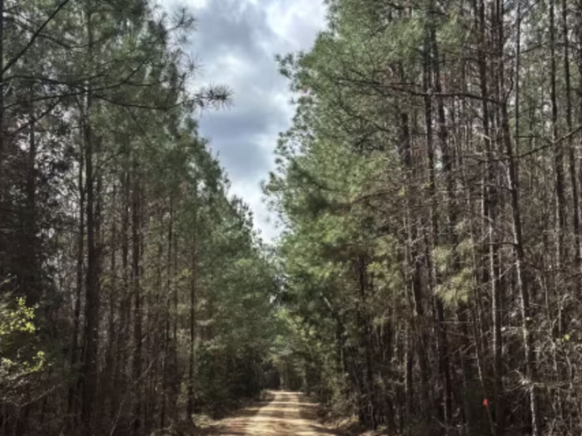 Cricket Tree Road  trail photo