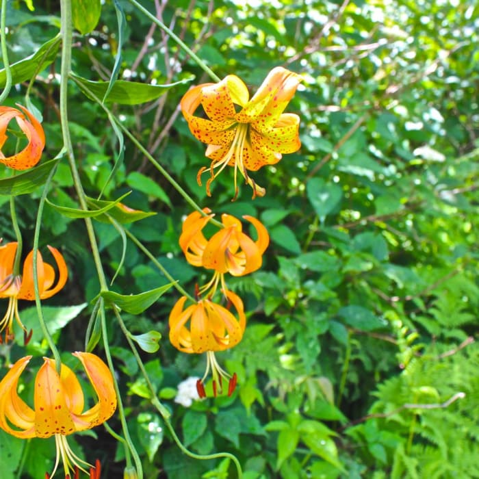 Near Charlie's Bunion Near Charlie's Bunion