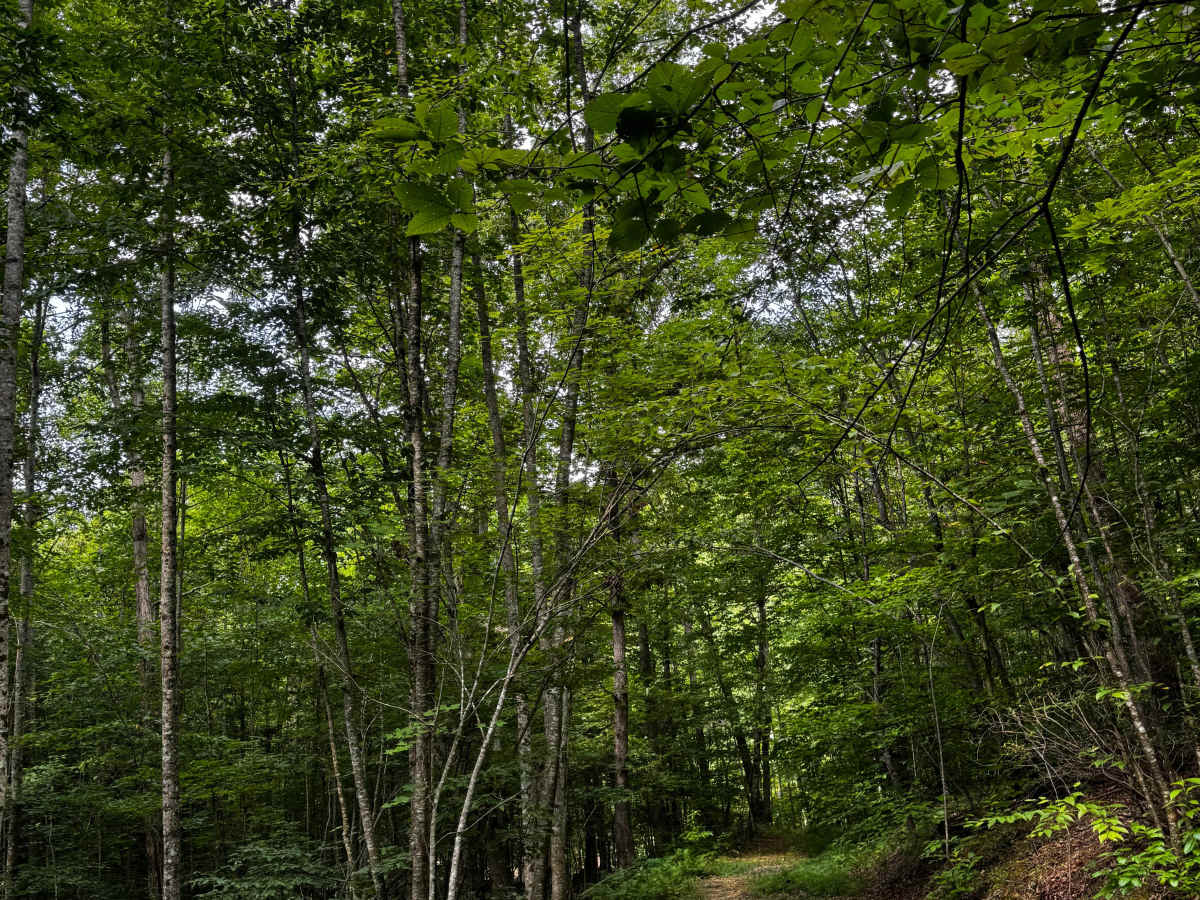 Trail 8B photo 3
