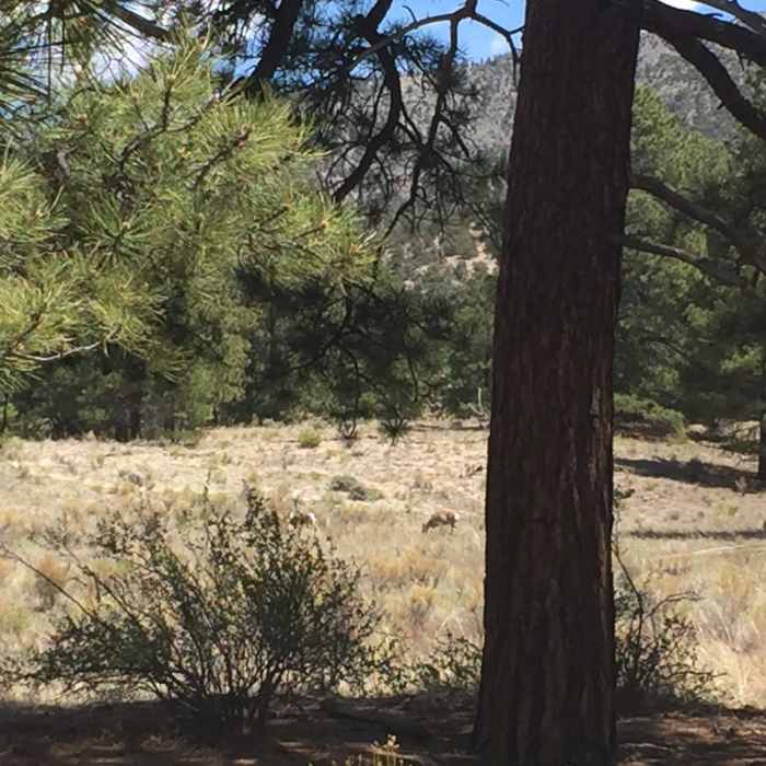 Near Sand Ramp Trail