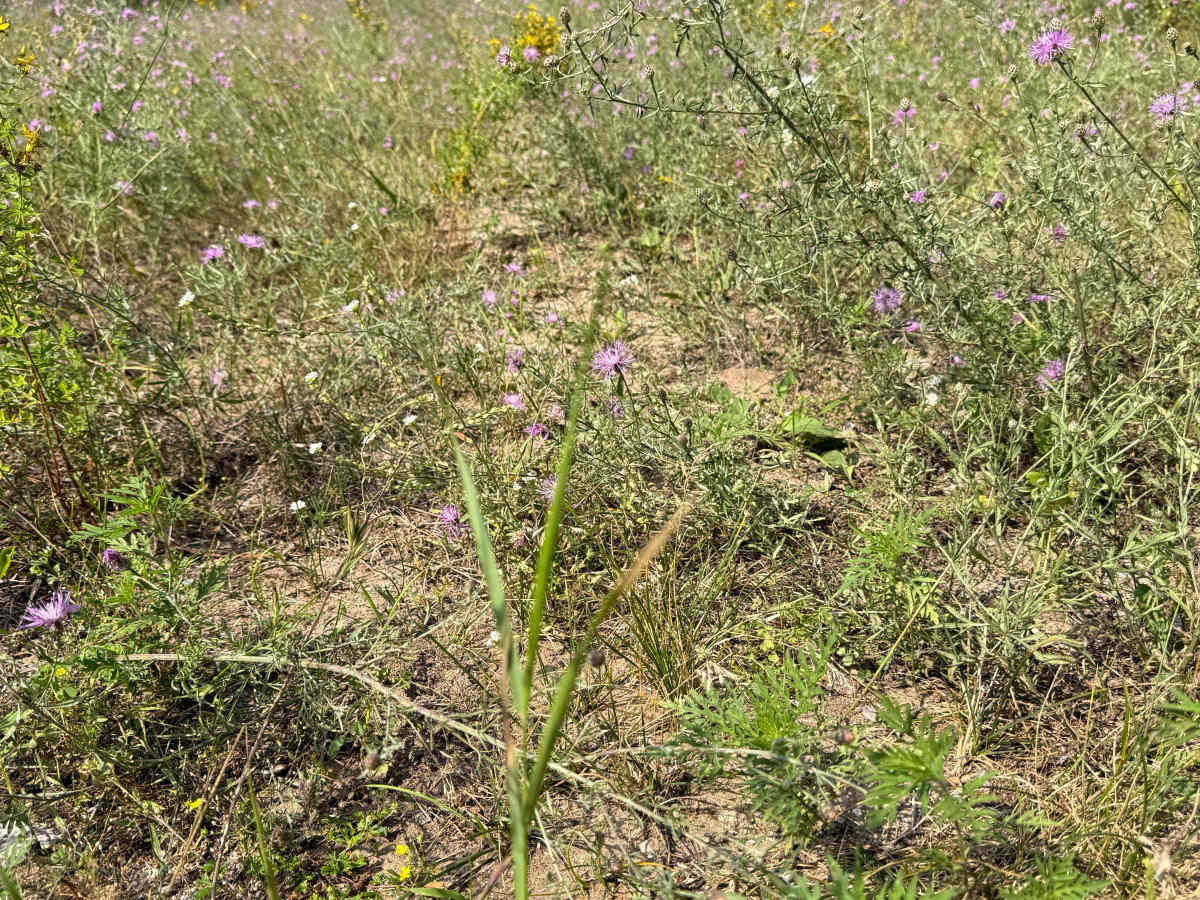 Red Pine Alley Trail photo 2