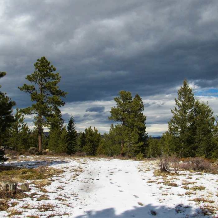Near the top Near Lower Dadd Gulch Trail (#988)