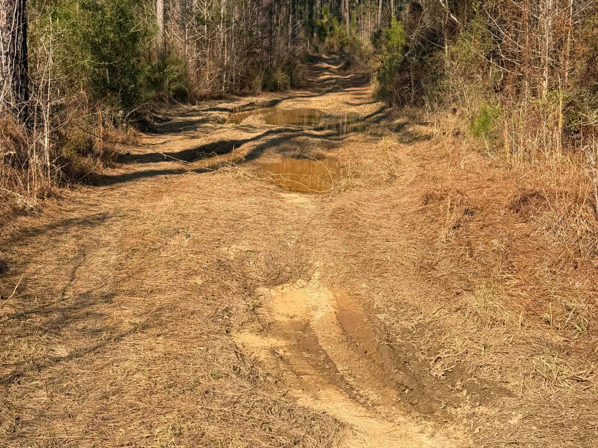 Left Branch - FS 308K trail photo